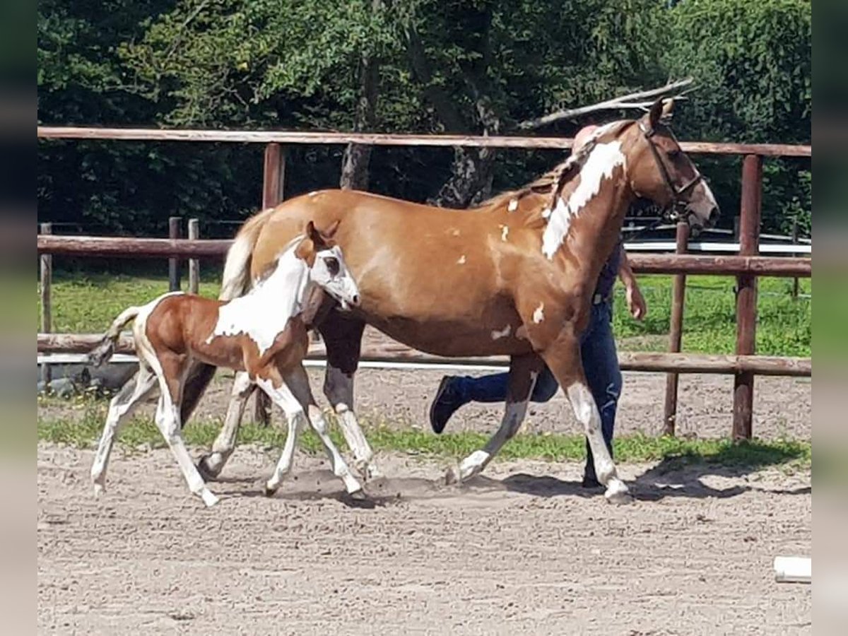 Pinto Klacz 14 lat 147 cm Srokata in Gnarrenburg