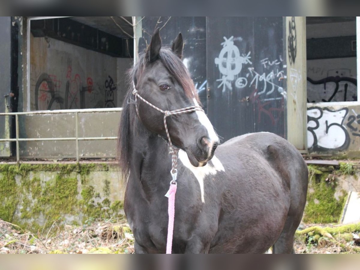 Pinto Mix Klacz 18 lat 150 cm Srokata in HaibachHaibach