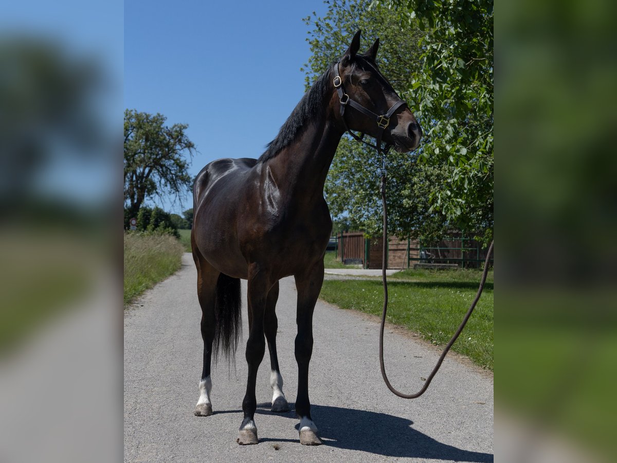 Pinto Klacz 2 lat 147 cm Kara in Kappelen