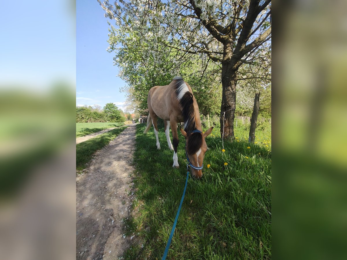 Pinto Klacz 2 lat 153 cm Jelenia in M&#xFC;nchberg