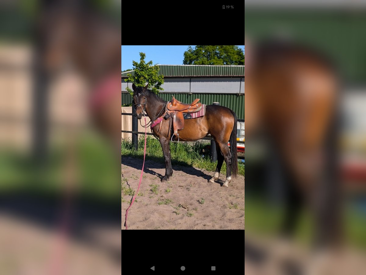 Pinto Klacz 3 lat 170 cm Ciemnogniada in Bar&#xDF;el