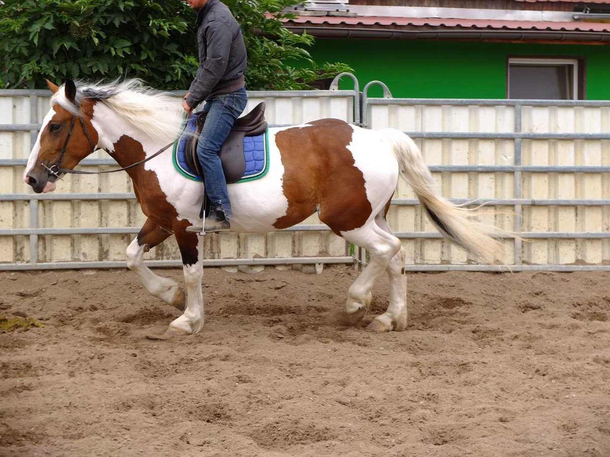 Pinto Mix Klacz 4 lat 155 cm Srokata in Buttstädt