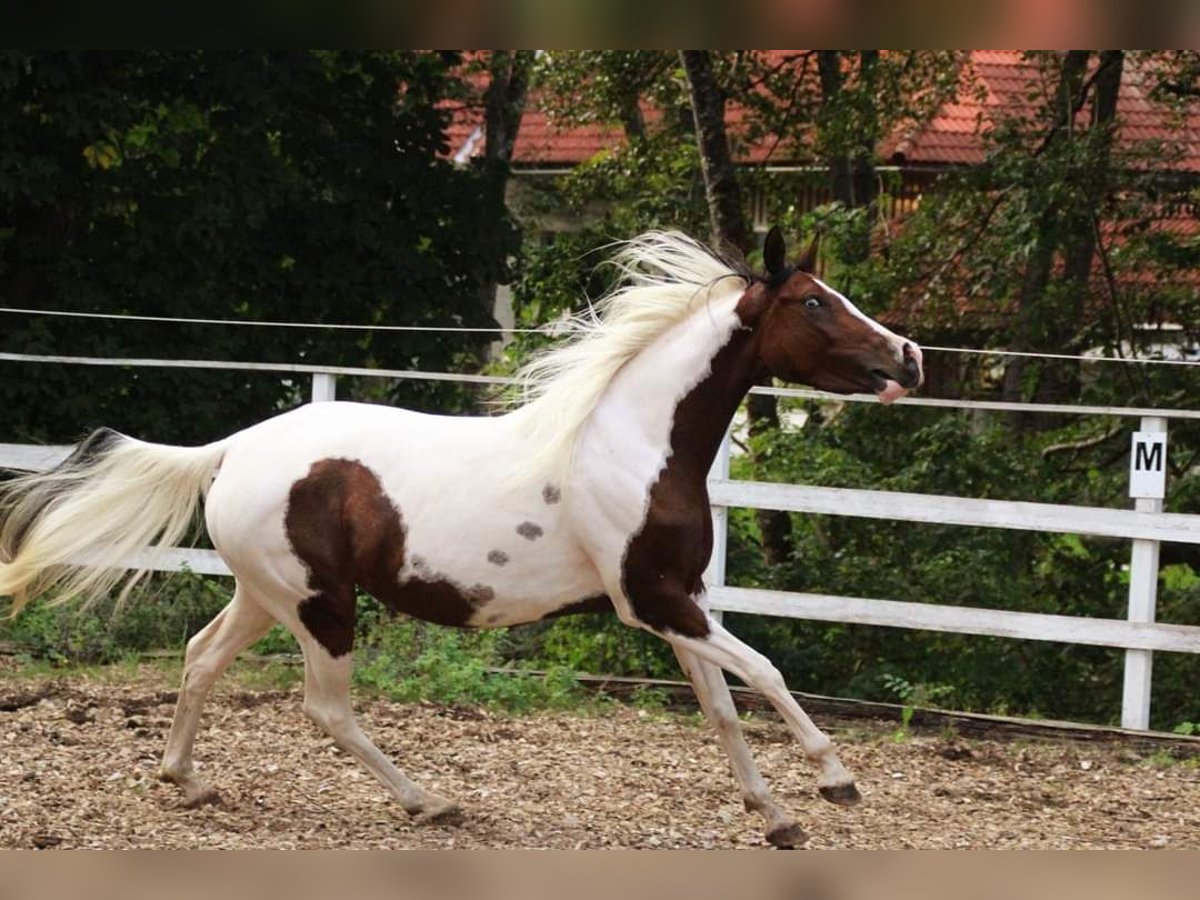 Pinto Klacz 5 lat 153 cm Tobiano wszelkich maści in Plaschischen