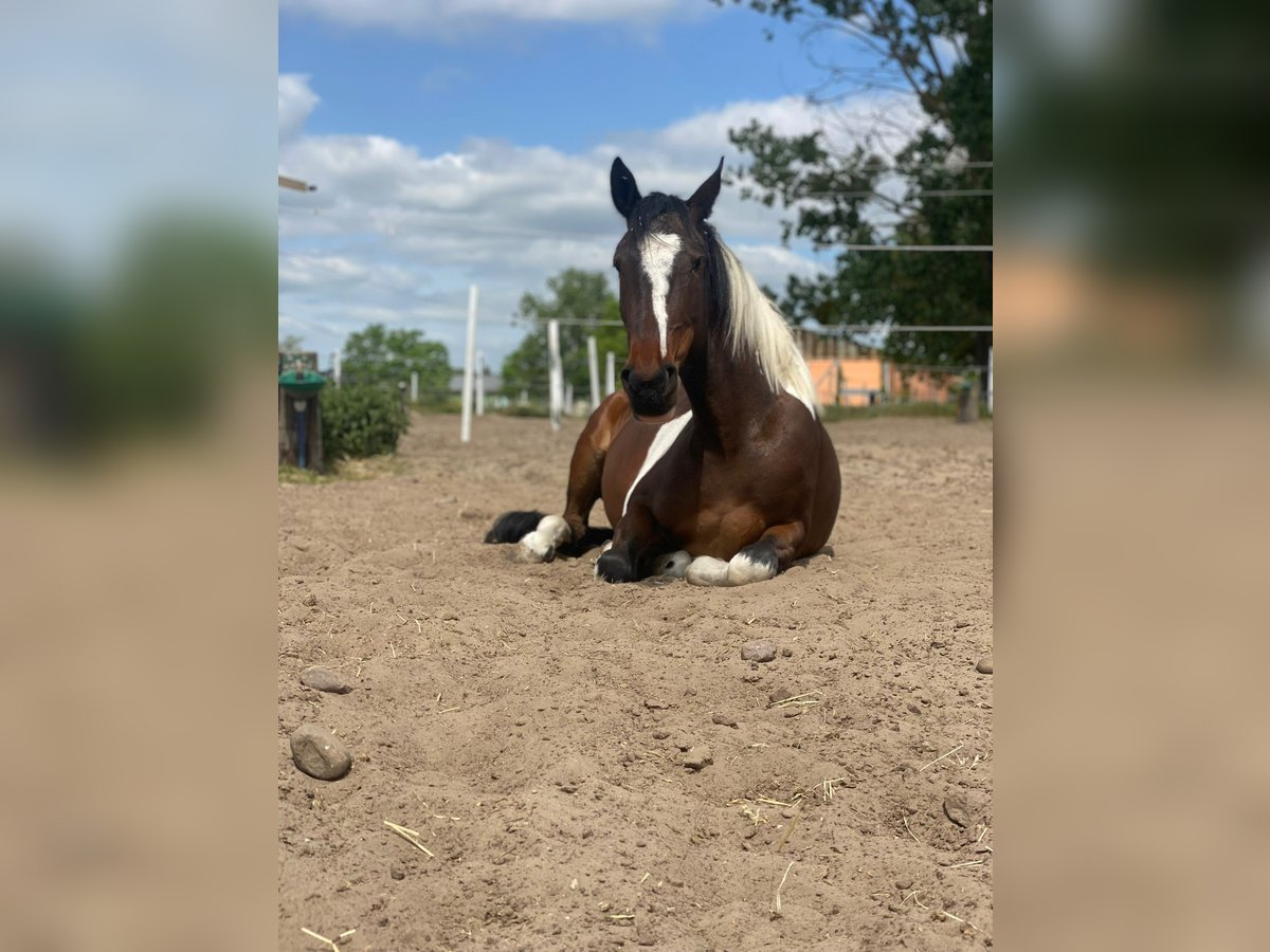 Pinto Klacz 6 lat 155 cm Srokata in Schönwalde