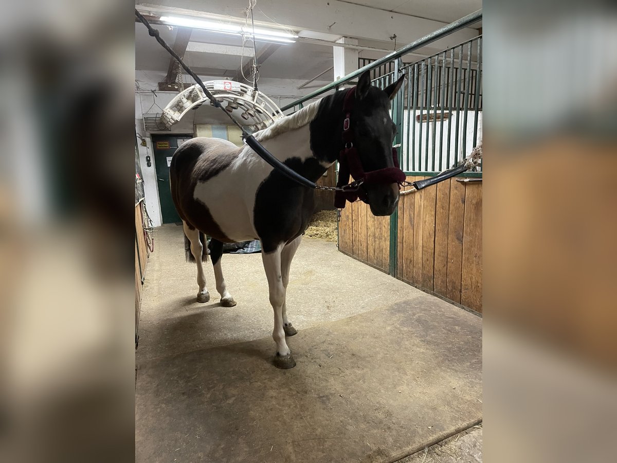 Pinto Mix Klacz 6 lat 162 cm Srokata in Tulln