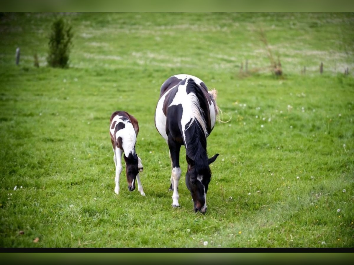 Pinto Mix Klacz Źrebak (05/2024) 160 cm Srokata in Treffurt