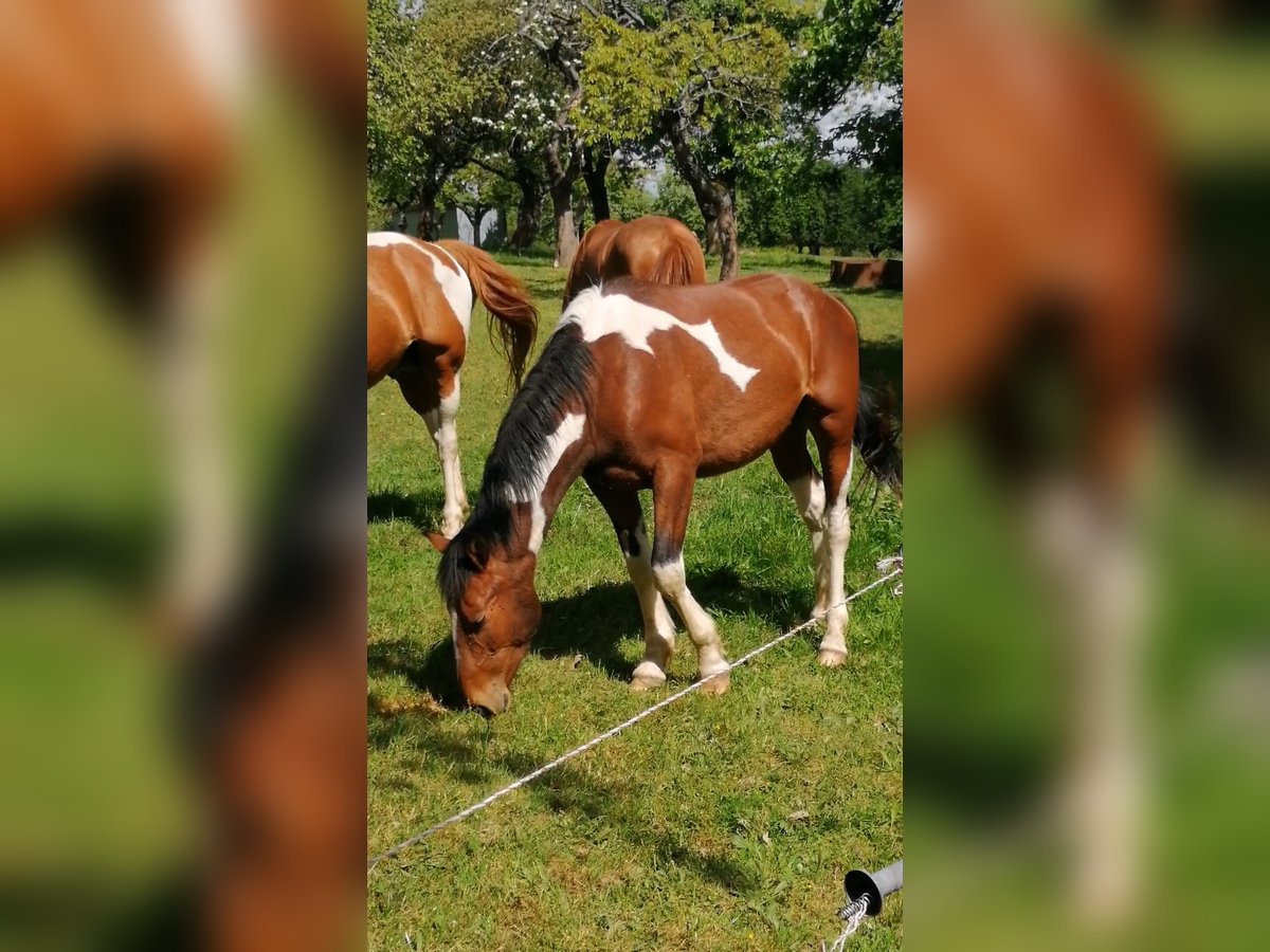 Pinto Ogier 2 lat 160 cm Tobiano wszelkich maści in Berlingerode