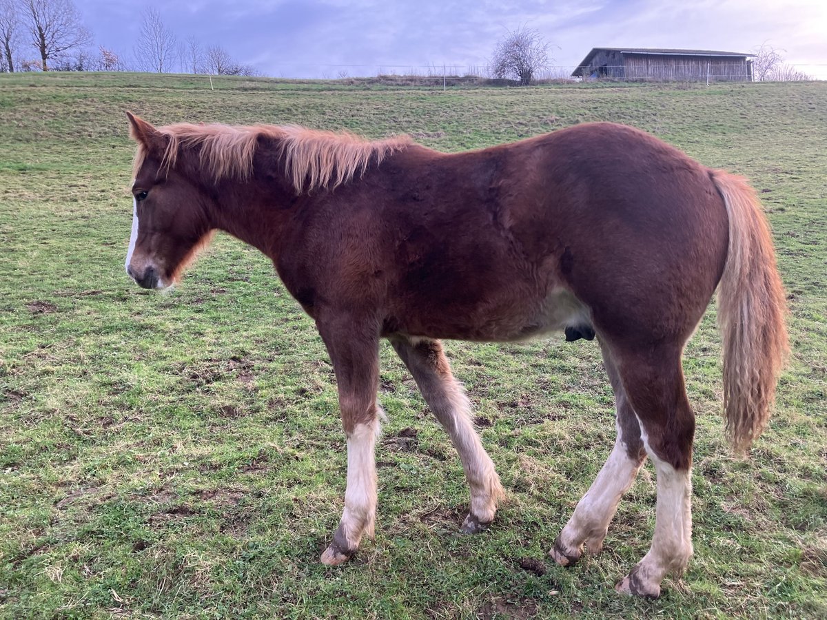 Pinto Ogier Źrebak (04/2024) 130 cm Kasztanowata in Frankenau