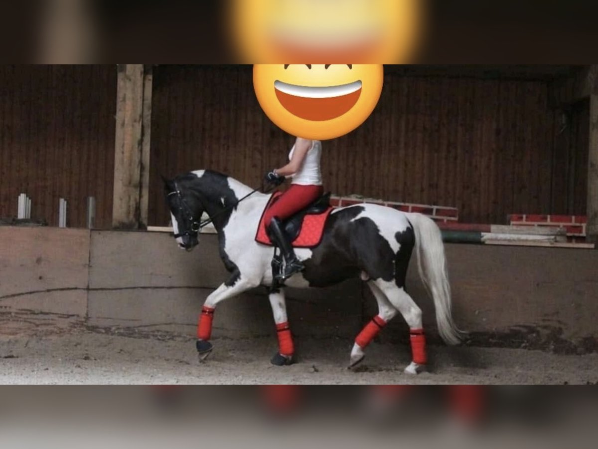Pinto Mix Wałach 15 lat 158 cm Srokata in Berlin