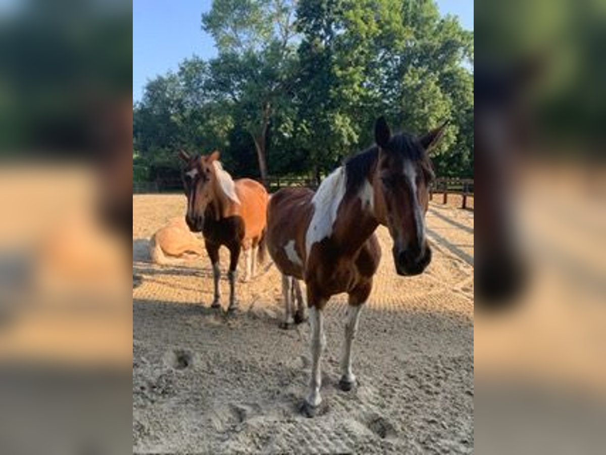 Pinto Wałach 15 lat 180 cm Tobiano wszelkich maści in Wetteren