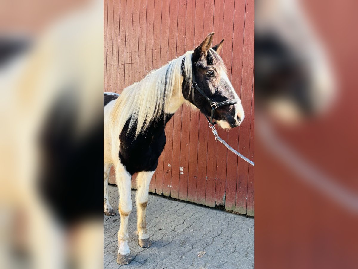 Pinto Wałach 4 lat 159 cm Srokata in Bünde