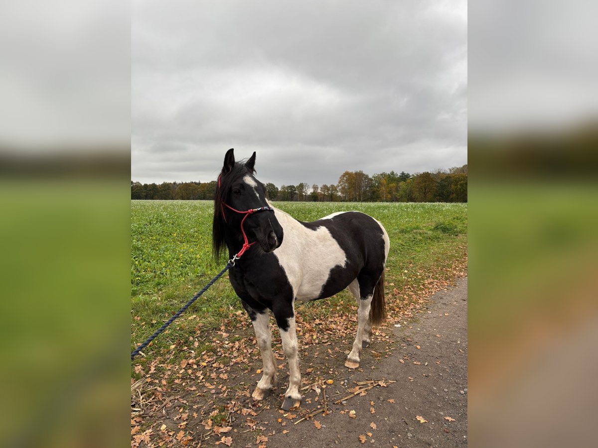 Pinto Mix Wałach 8 lat 153 cm Srokata in Apensen