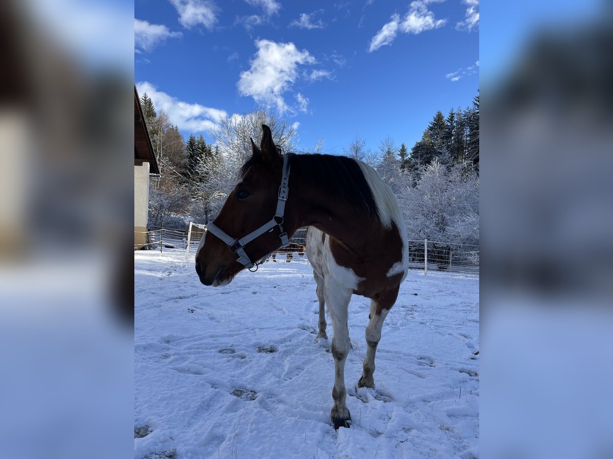 Pinto Mix Wałach 12 lat 165 cm Srokata in Matschiedl