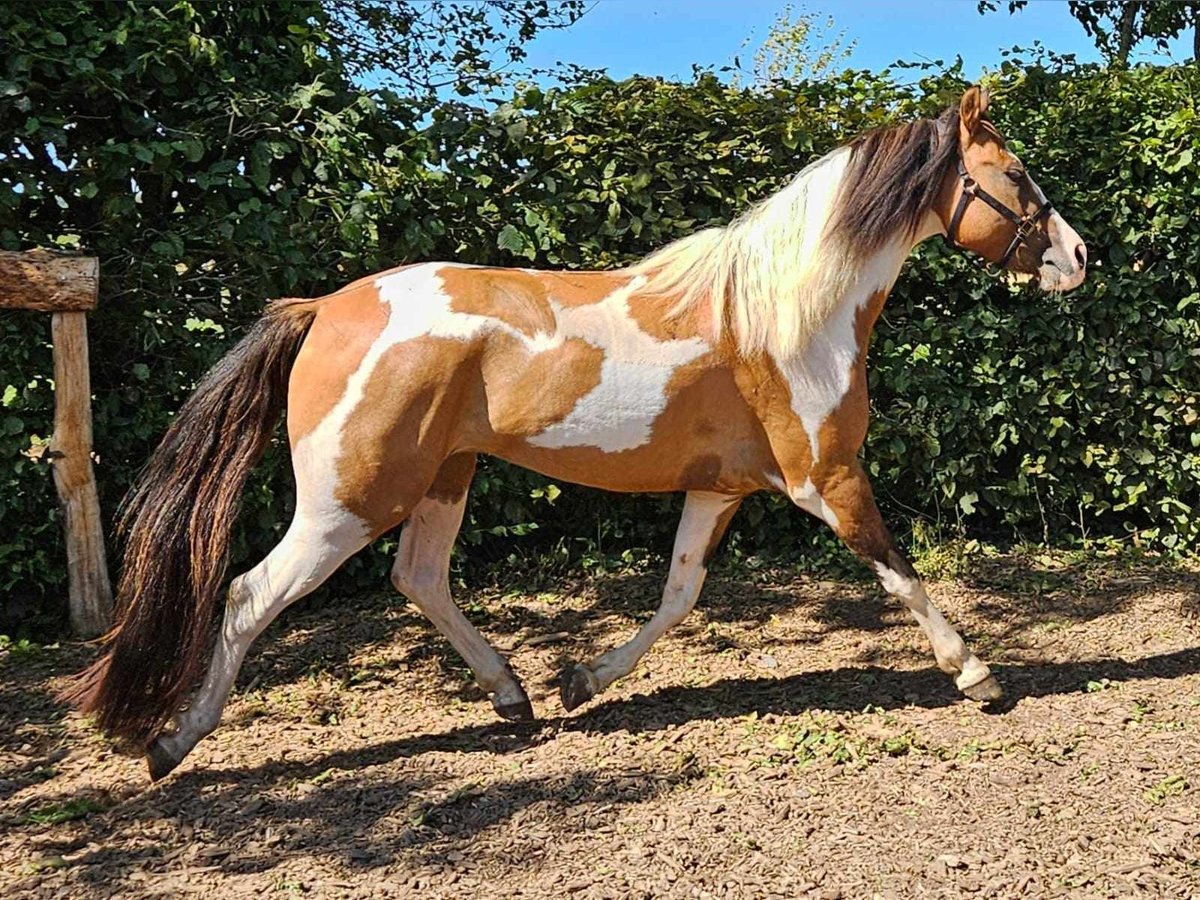 Pinto Wałach 4 lat 146 cm Srokata in Linkenbach