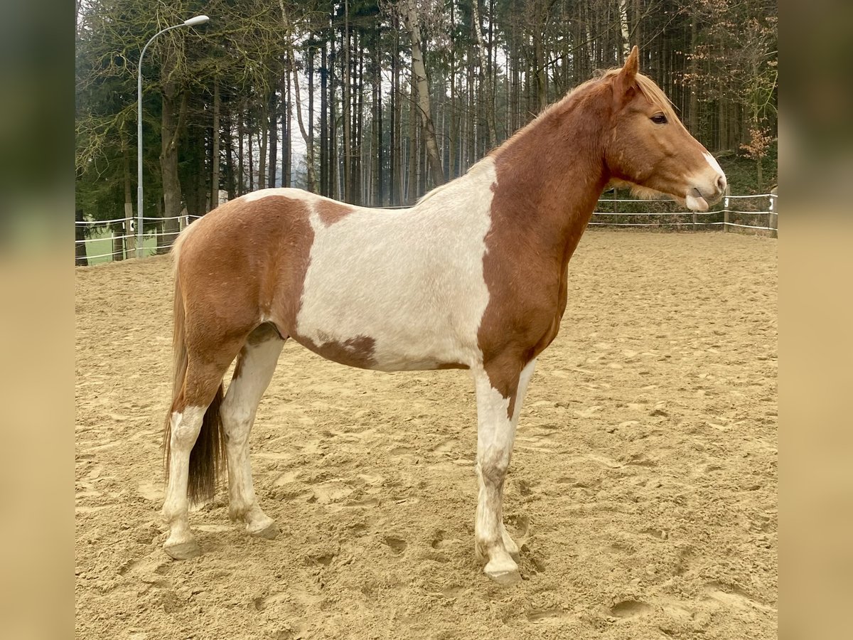 Pinto Mix Wałach 4 lat 154 cm Srokata in Pfaffenhofen an der Ilm