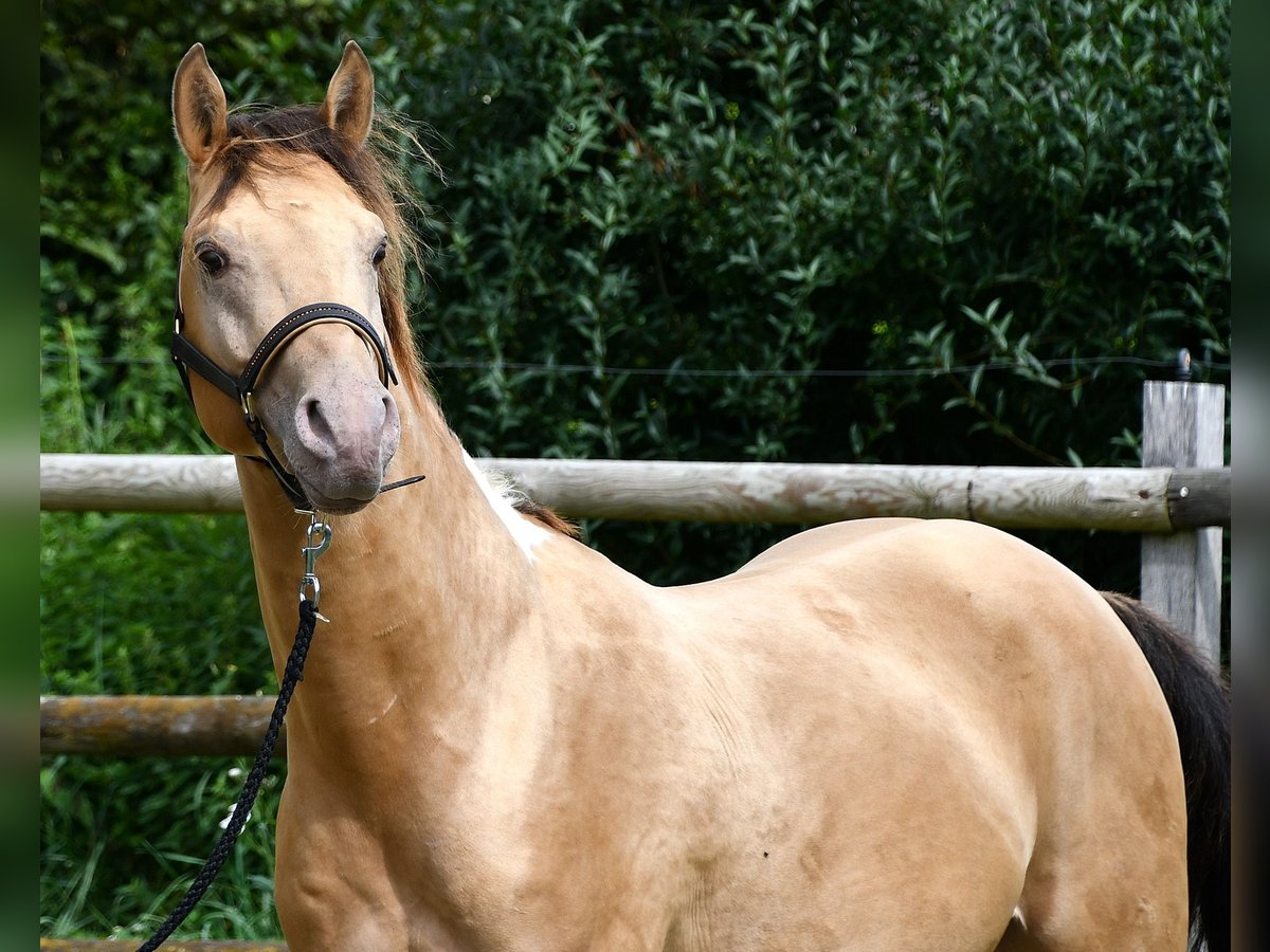 Pinto Wałach 5 lat 150 cm Szampańska in Mörsdorf