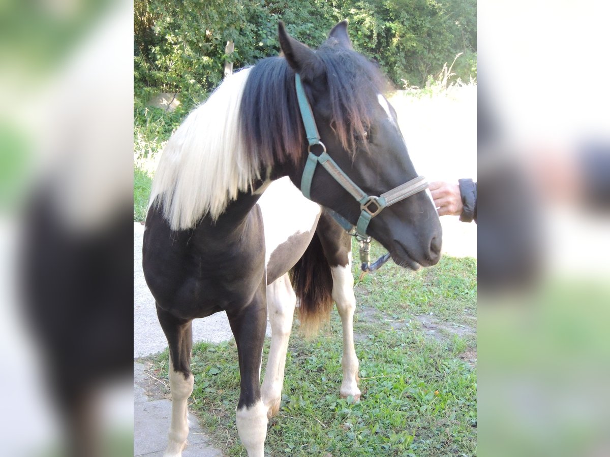 Pintohäst Blandning Hingst 1 år 147 cm Pinto in Calberlah