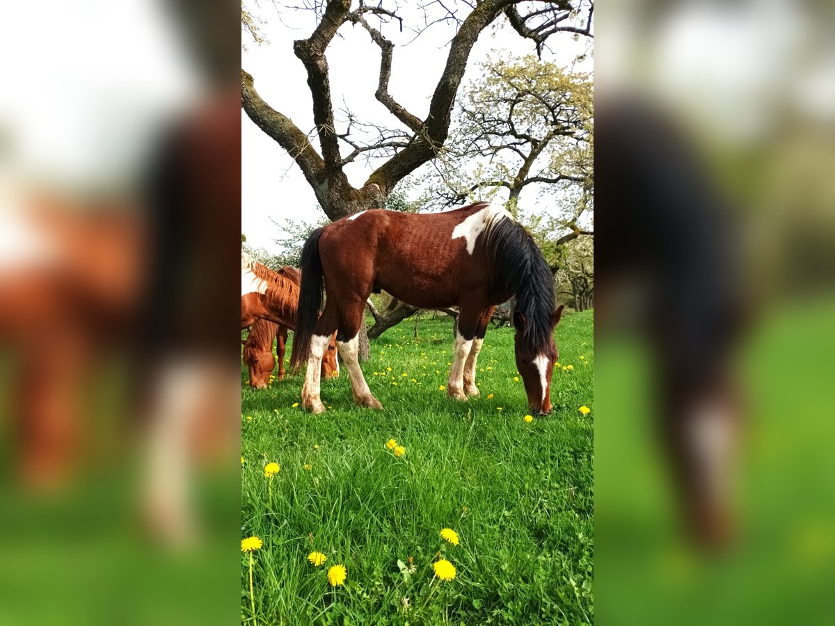 Pintohäst Hingst 2 år 160 cm Tobiano-skäck-alla-färger in Berlingerode