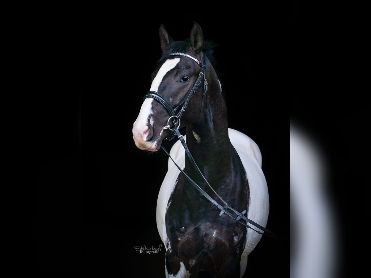 Pintohäst Hingst 3 år Leopard-Piebald in Homberg (Efze)