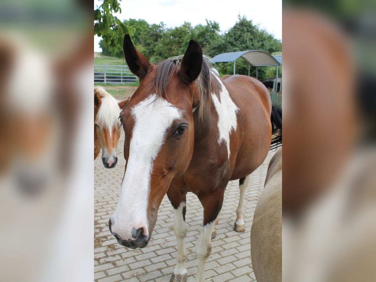 Pintohäst Sto 13 år 165 cm Mörkbrun in Remlingen