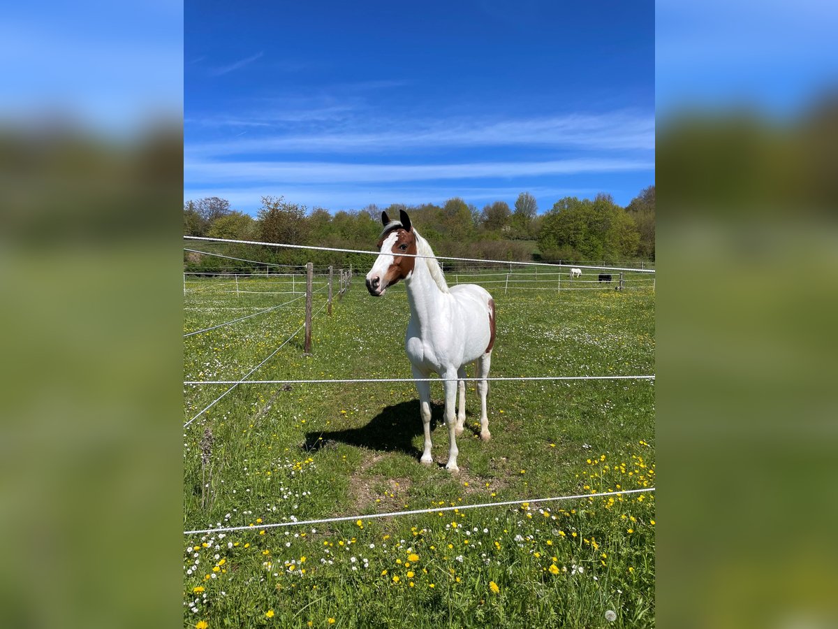 Pintohäst Sto 14 år 147 cm Pinto in Steinheim am Albuch