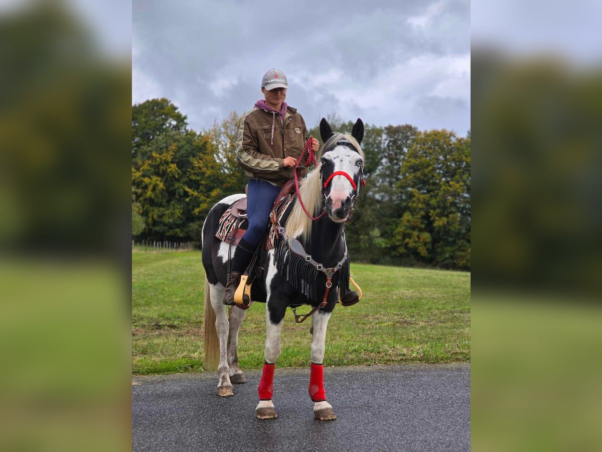 Pintohäst Sto 16 år 148 cm Pinto in Linkenbach