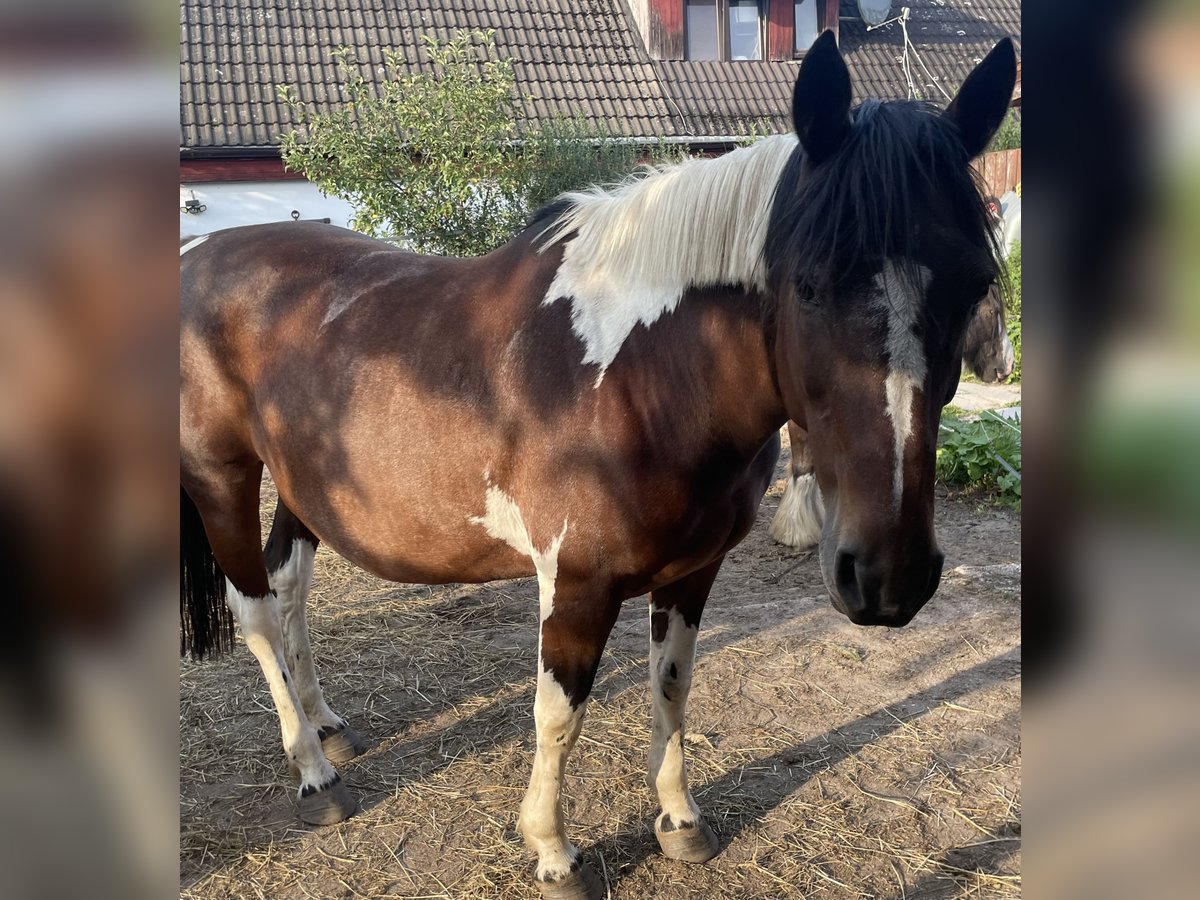 Pintohäst Sto 18 år 150 cm Pinto in Norderstedt