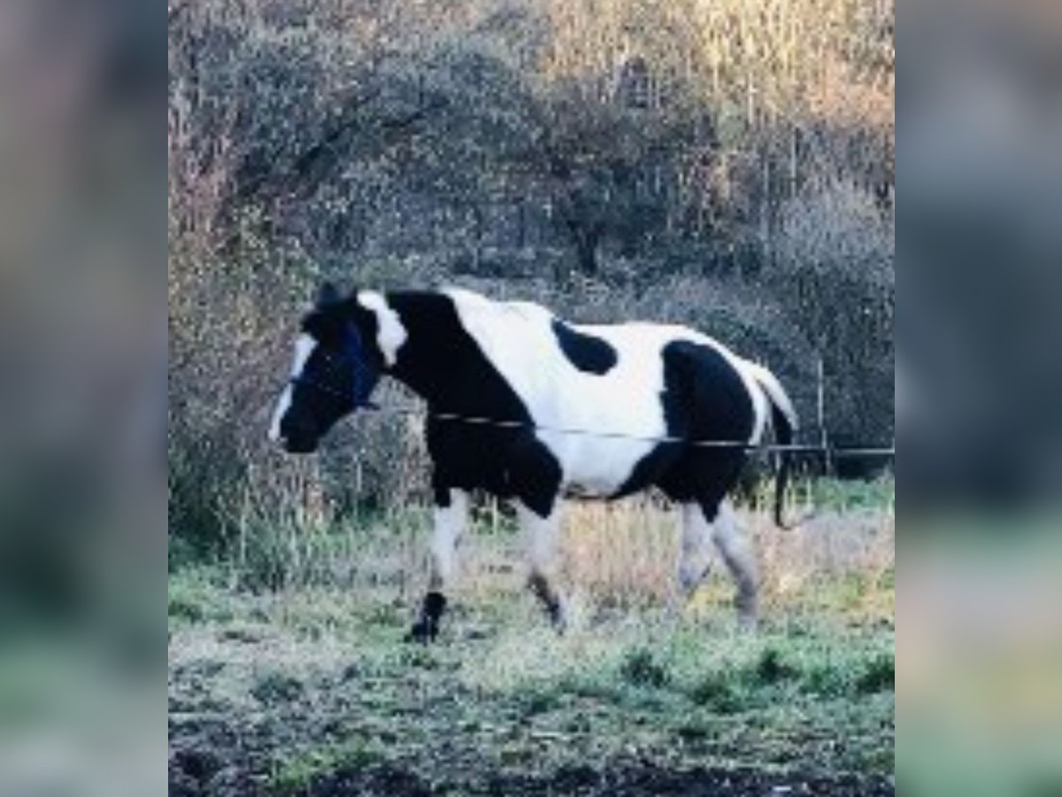 Pintohäst Blandning Sto 19 år 160 cm Tobiano-skäck-alla-färger in Saarbrücken