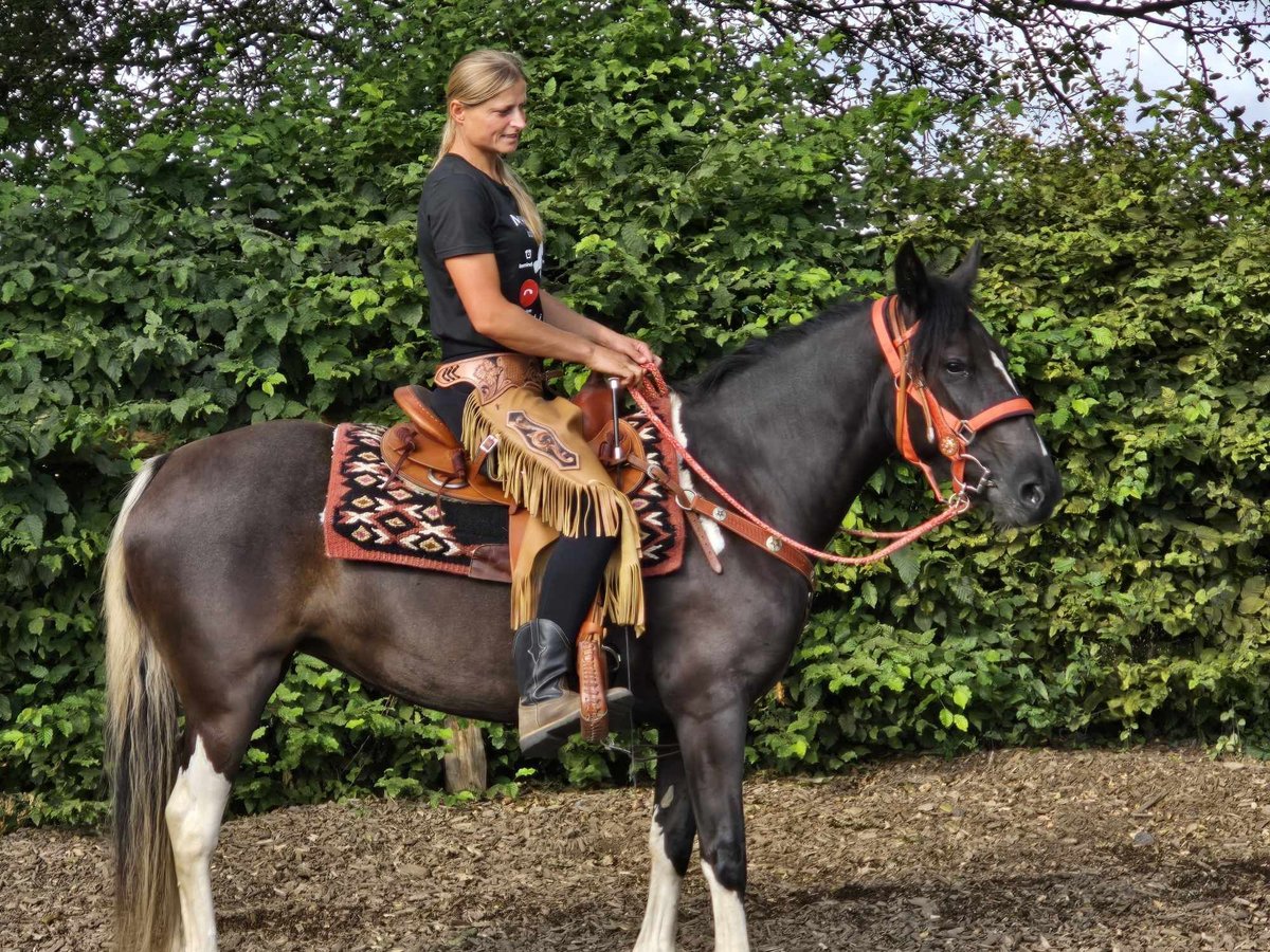 Pintohäst Sto 3 år 148 cm Pinto in Linkenbach