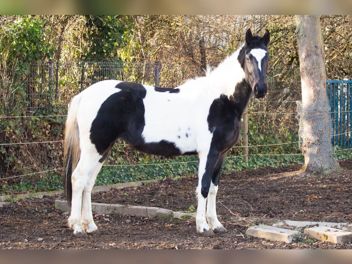 Pintohäst Blandning Sto 4 år 152 cm Pinto in Niederzier