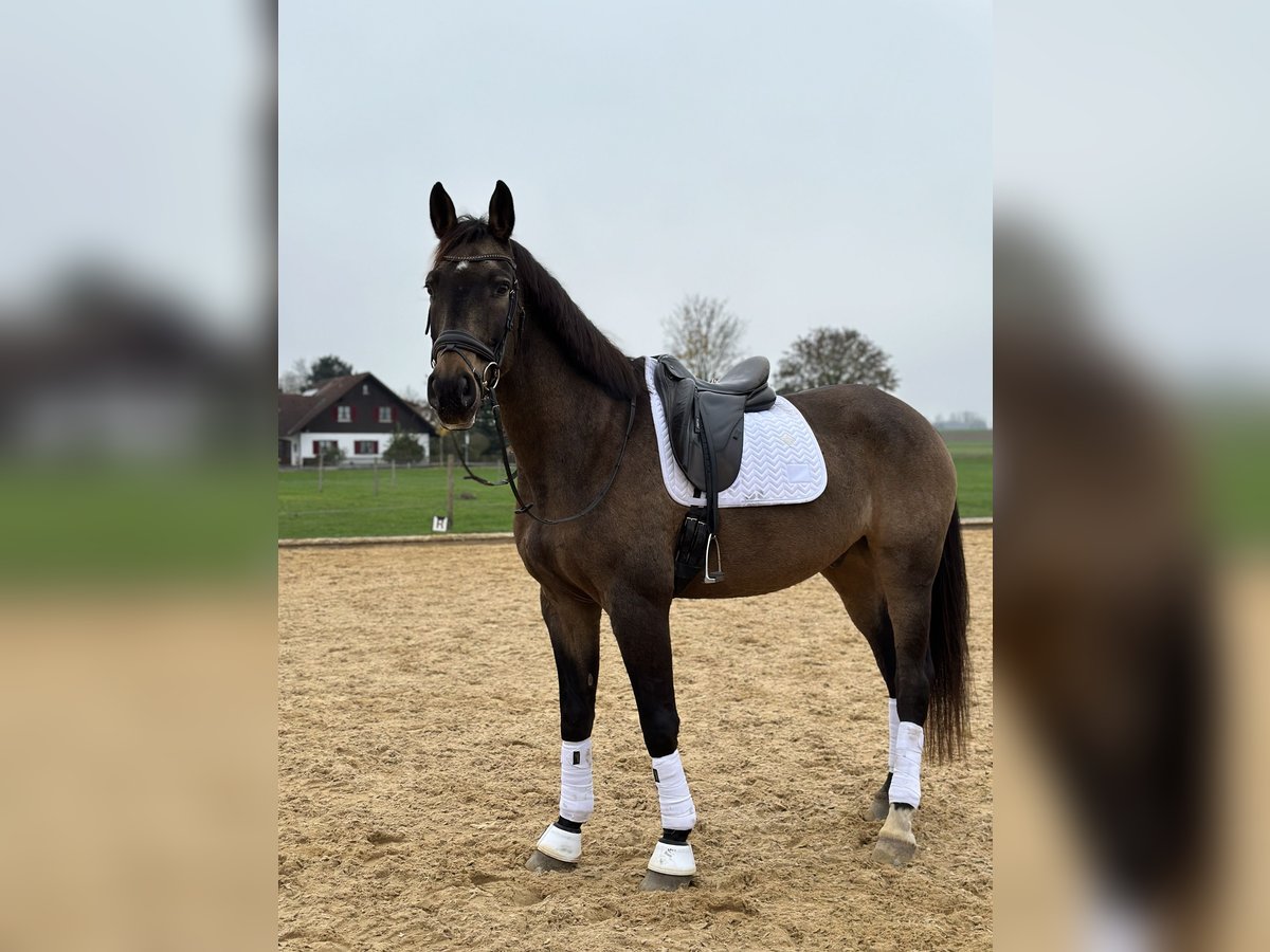 Pintohäst Valack 10 år 166 cm Brun in Langerringen