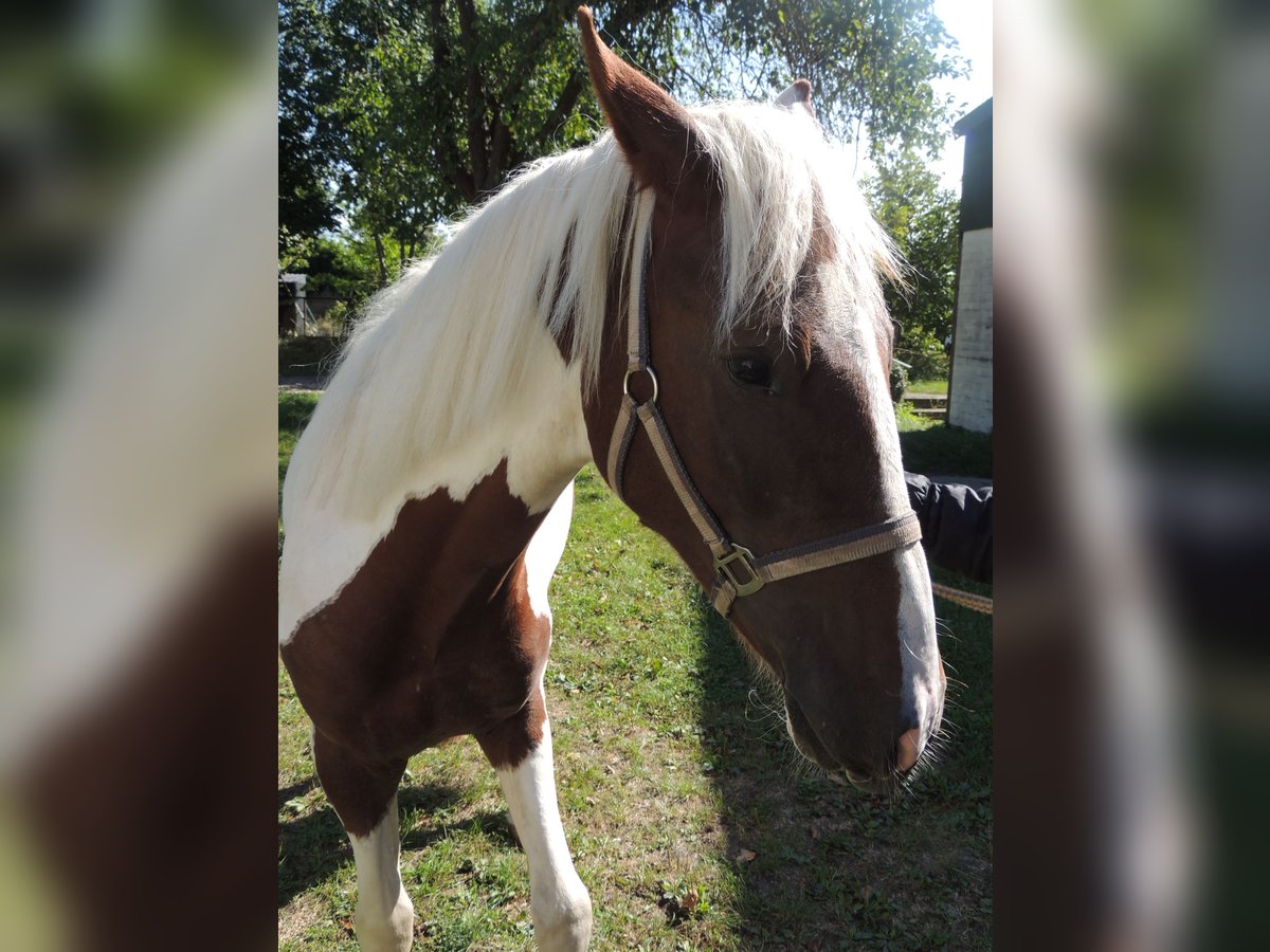 Pintohäst Blandning Valack 2 år 152 cm Pinto in Calberlah