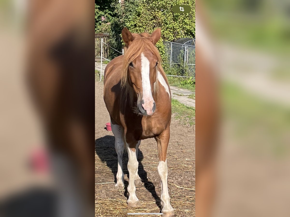 Pintohäst Valack 5 år Pinto in Norderstedt