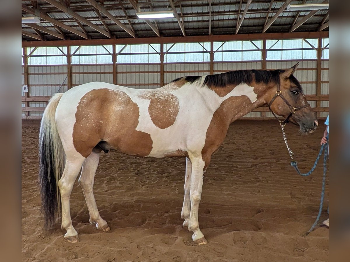 Pintos Caballo castrado 10 años 163 cm Buckskin/Bayo in Elbridge