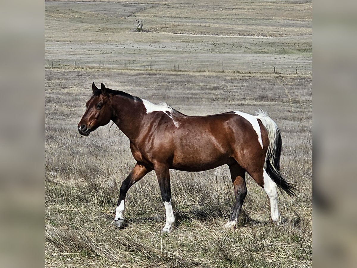 Pintos Caballo castrado 17 años Castaño rojizo in Alliance