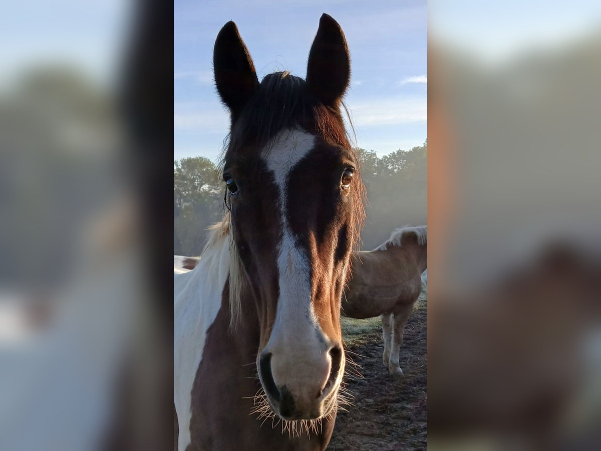 Pintos Mestizo Caballo castrado 19 años 163 cm Pío in Gera