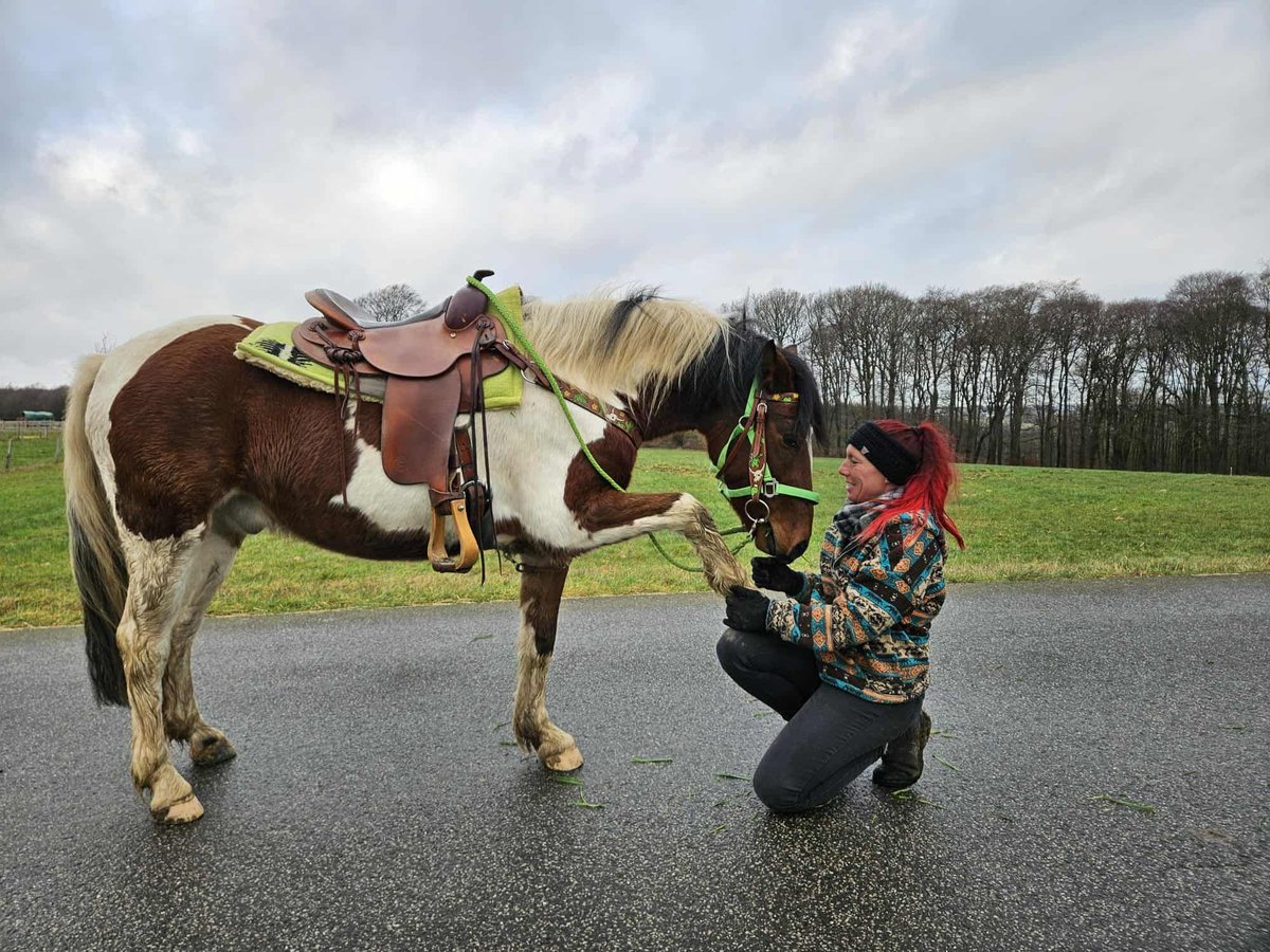 Pintos Caballo castrado 3 años 143 cm Pío in Linkenbach