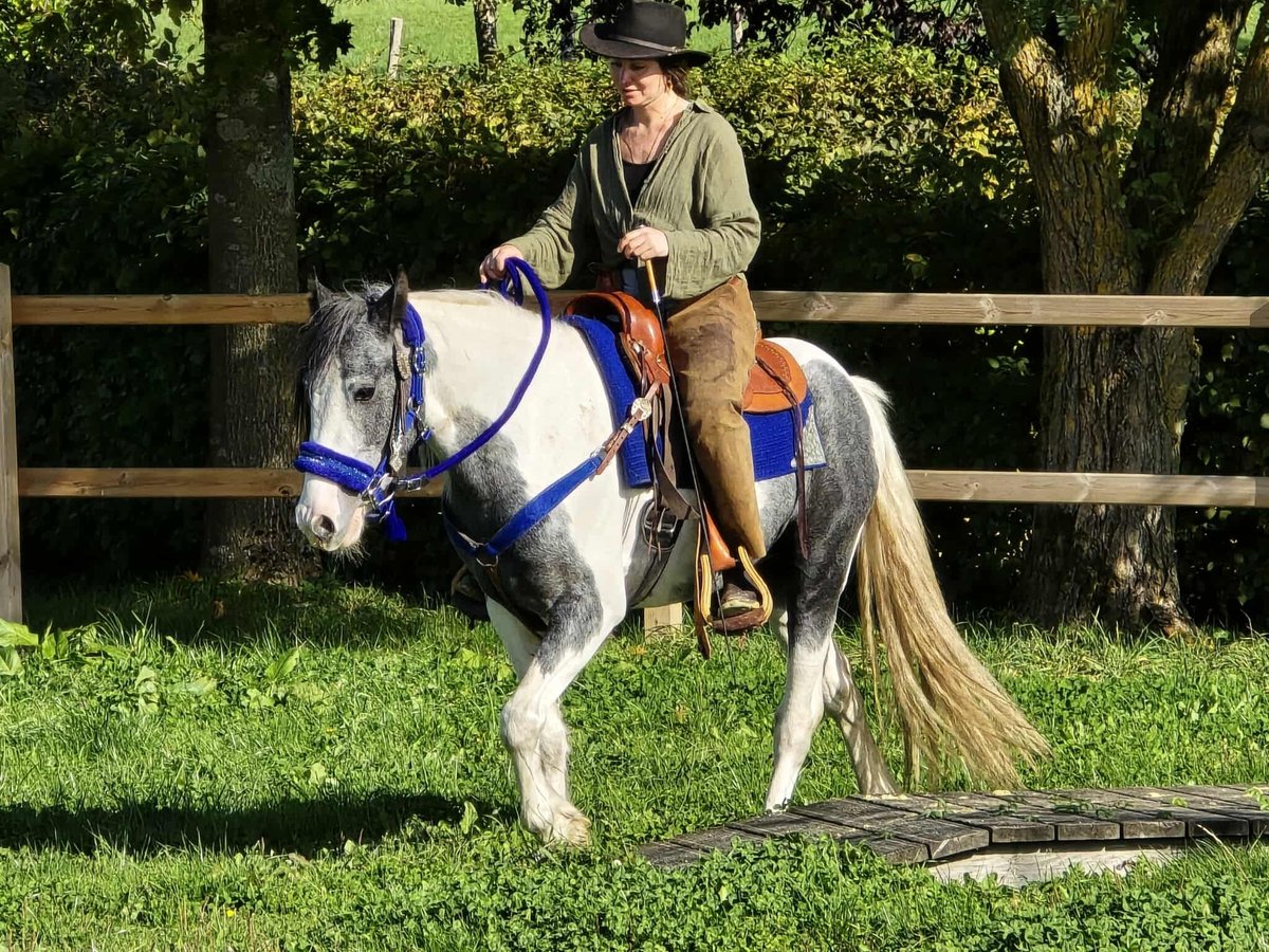 Pintos Caballo castrado 3 años 149 cm Pío in Linkenbach