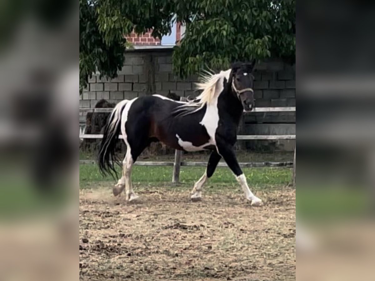 Pintos Croisé Étalon 10 Ans 155 cm Pinto in Tetovo