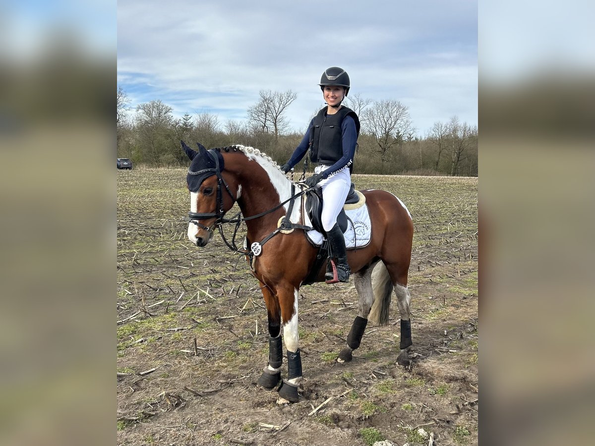 Pintos Étalon 5 Ans 147 cm Pinto in Schierensee