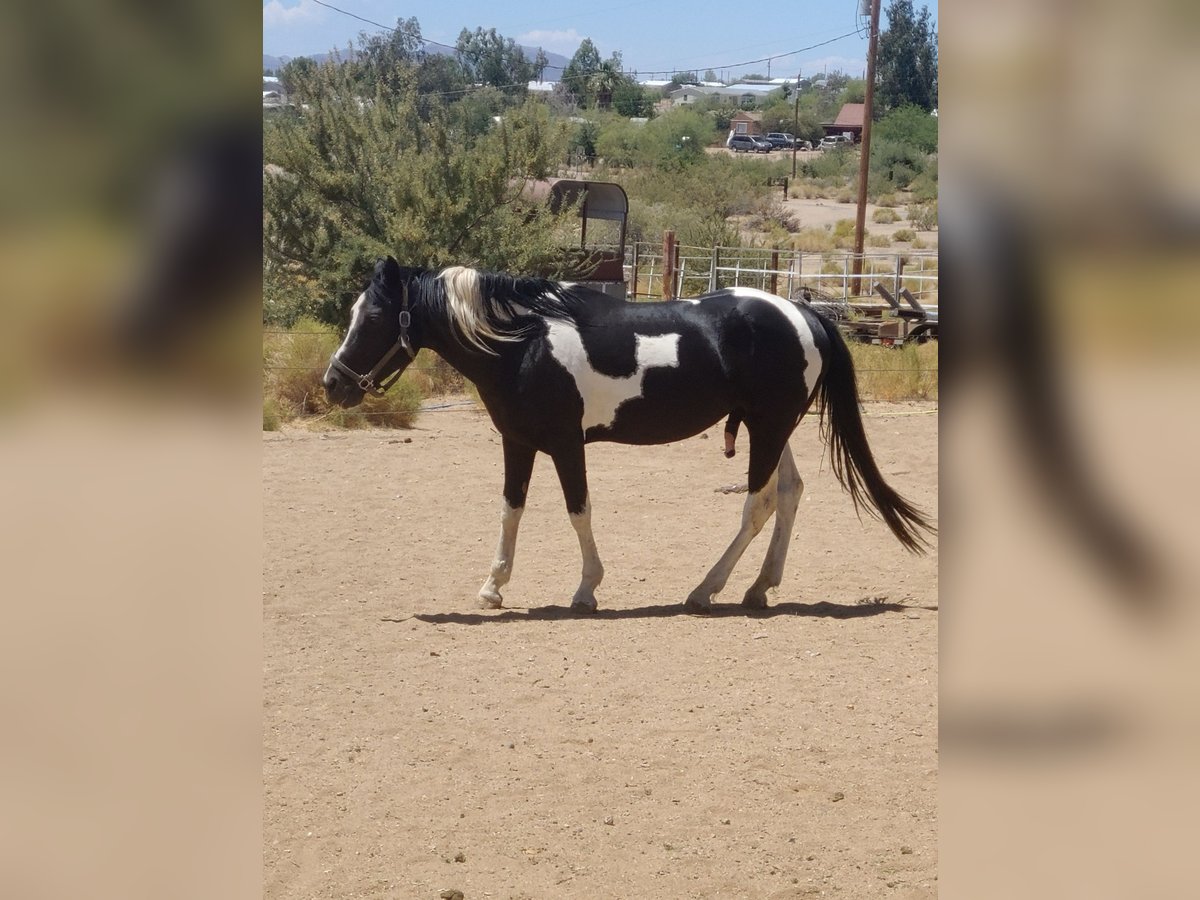 Pintos Étalon 8 Ans 152 cm Tobiano-toutes couleurs in Golden Valley