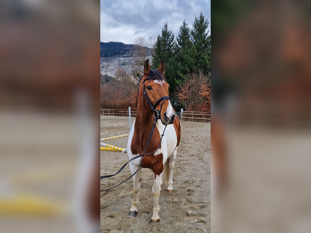 Pintos Mix Gelding 13 years 15,2 hh Pinto in Gummern