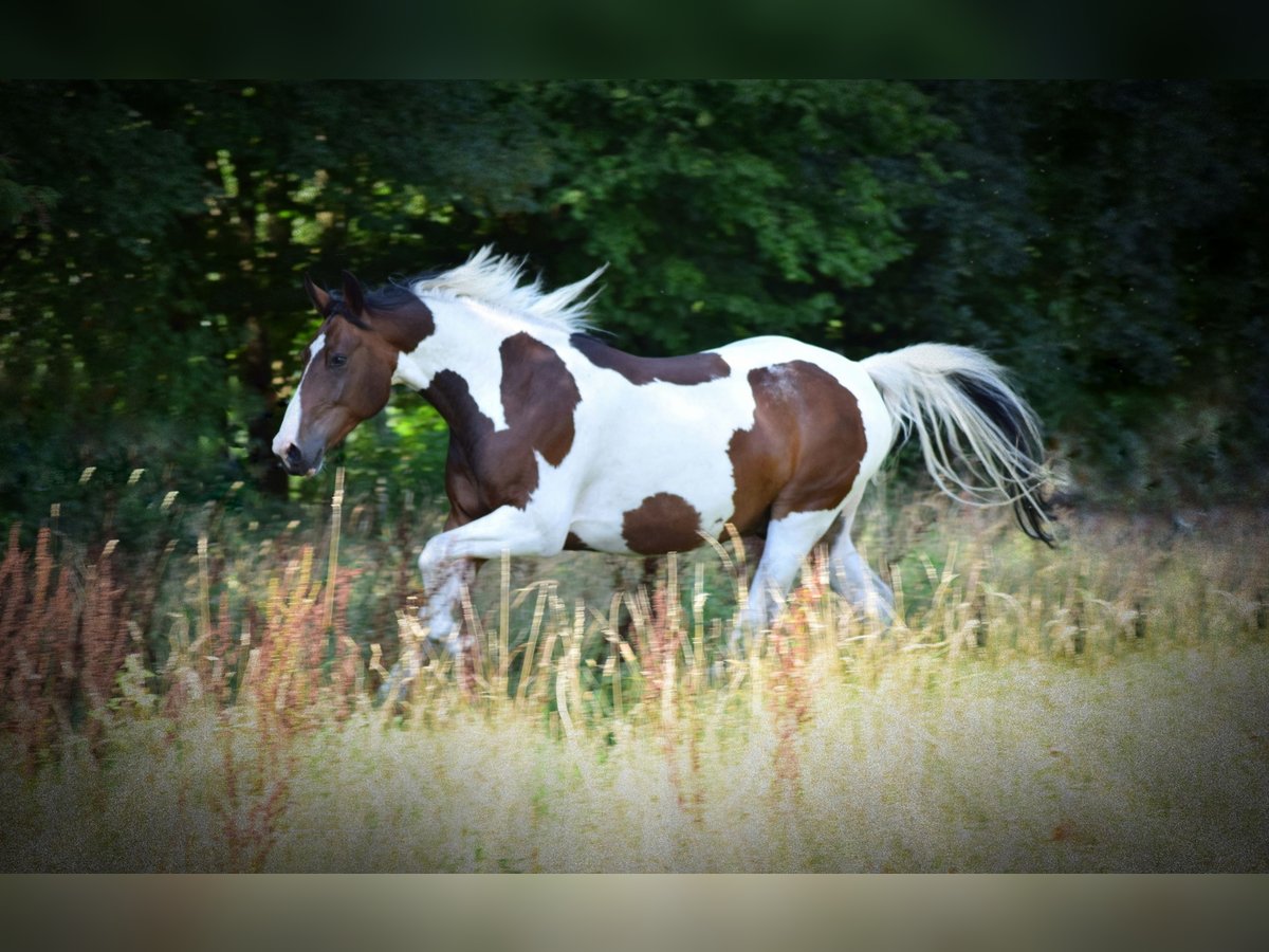 Pintos Mix Gelding 13 years 15,2 hh Pinto in Norderstedt Pintos Mix Gelding 13 years 15,2 hh Pinto in Norderstedt