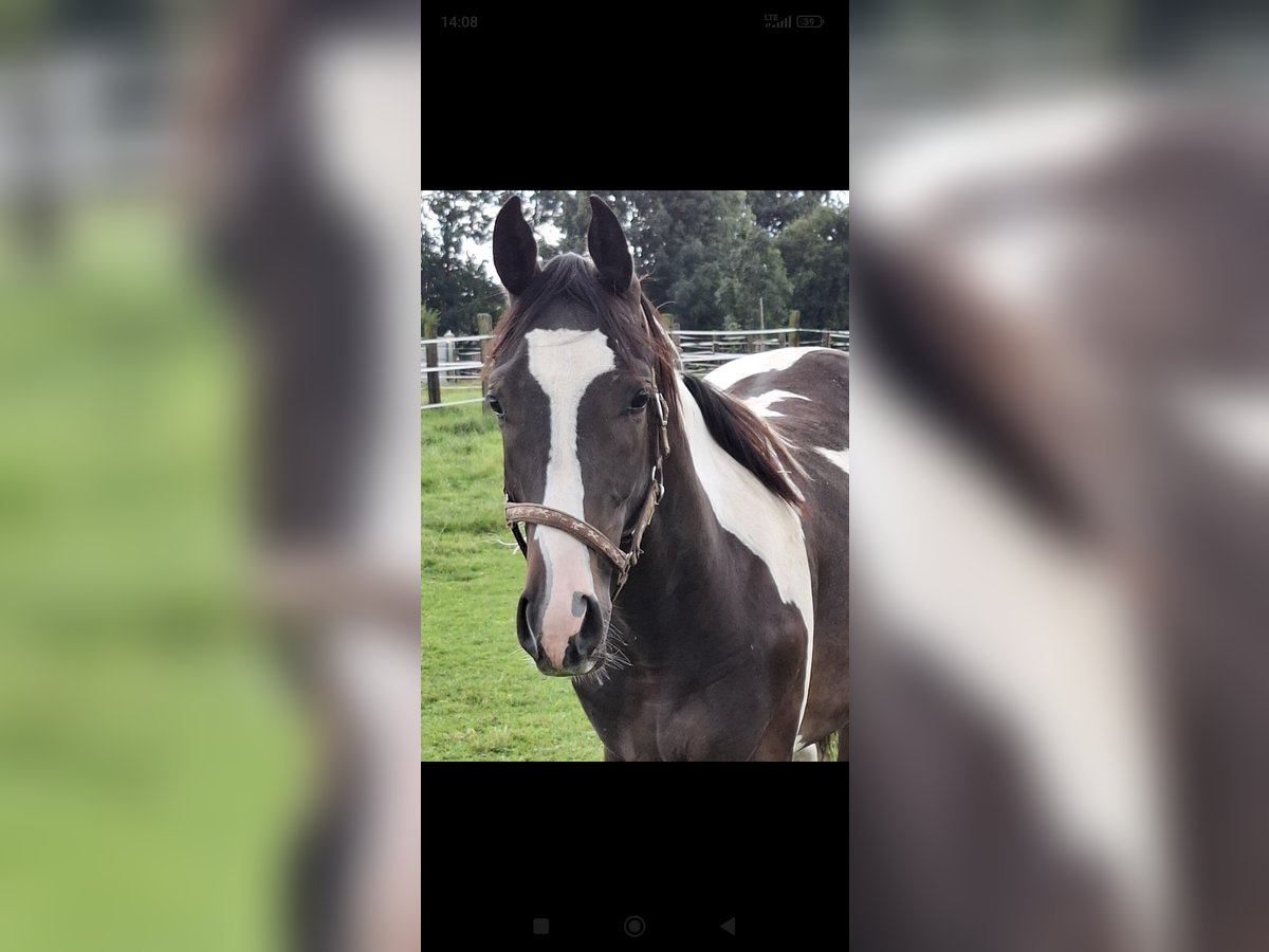 Pintos Gelding 1 year 16,2 hh Pinto in Passau