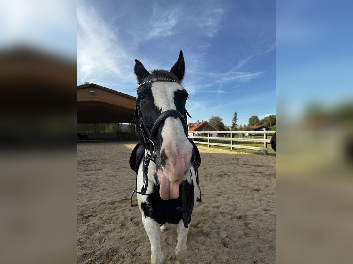 Pintos Gelding 20 years 14,3 hh Pinto in Pforzen