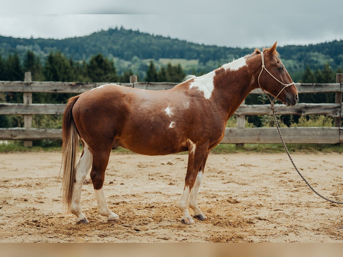 Pintos Gelding 20 years 15,1 hh Pinto in Haidm&#xFC;hle
