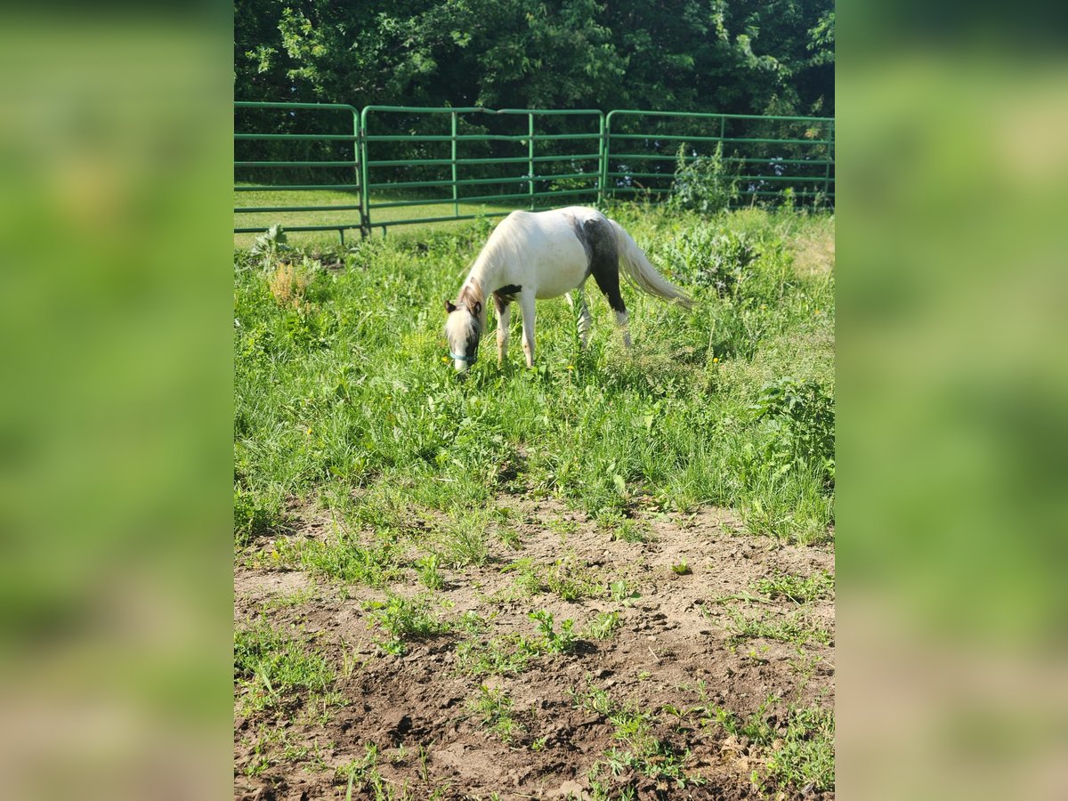 Pintos Gelding 2 years 11 hh Grullo in Prior Lake