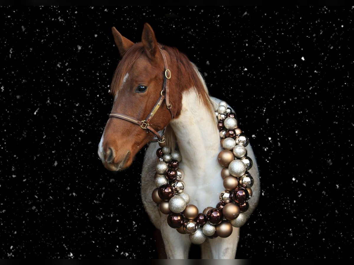 Pintos Gelding 2 years 17 hh Pinto in Urscha