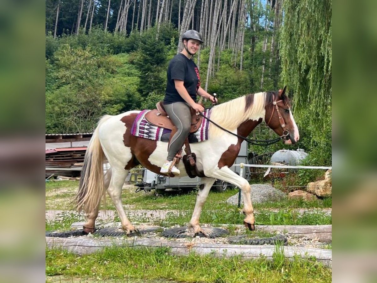 Pintos Mix Gelding 3 years 14,3 hh Pinto in Bayerbach