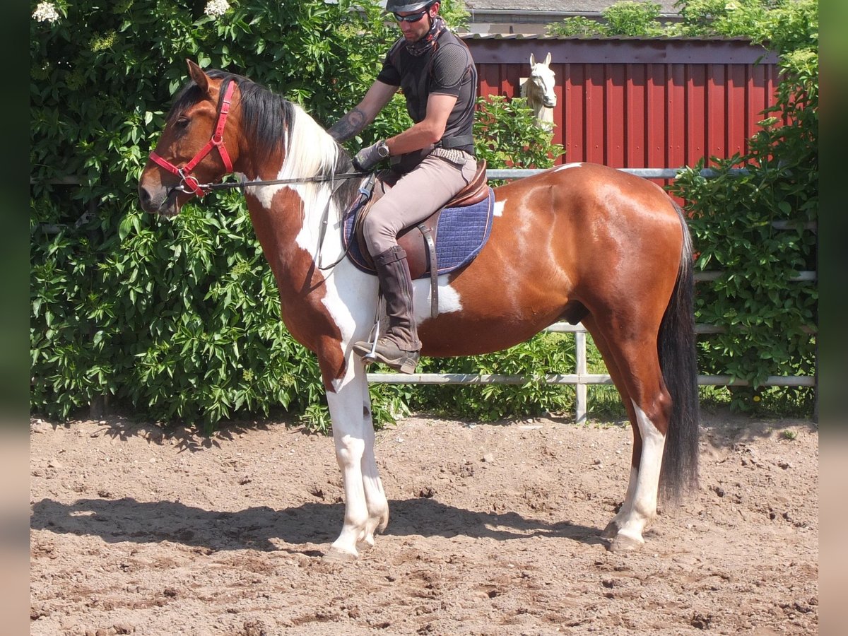 Pintos Gelding 3 years 15,1 hh Pinto in Buttstädt